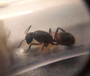 Camponotus Cruentatus -  AntPlace - Муравьи для муравьиной фермы