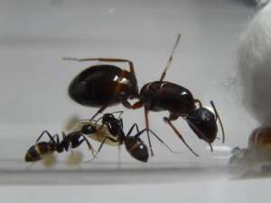 Camponotus Sylvaticus -  AntPlace - Муравьи для муравьиной фермы