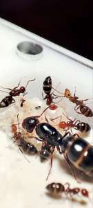 Camponotus lateralis -  Ants Tricks - Муравьи для муравьиной фермы