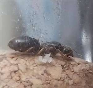 lasius sp -  Ant Nest - Муравьи для муравьиной фермы