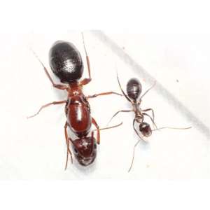 Екзотичні мурахи Camponotus turkestanicus, формикарій -  Ant Nest - Муравьи для муравьиной фермы