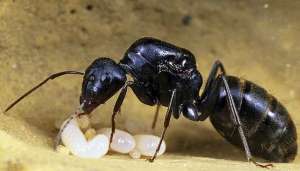 Мурахи Camponotus japonicus - Японські деревоїдні мурахи та формікарій -  Ant Nest - Муравьи для муравьиной фермы