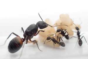 Екзотичні мурахи Camponotus cruentatus та формікарій -  Ant Nest - Муравьи для муравьиной фермы