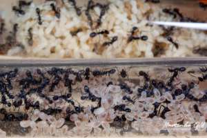 Екзотичні мурахи Iridomyrmex anceps та формікарій ферма -  Ant Nest - Муравьи для муравьиной фермы