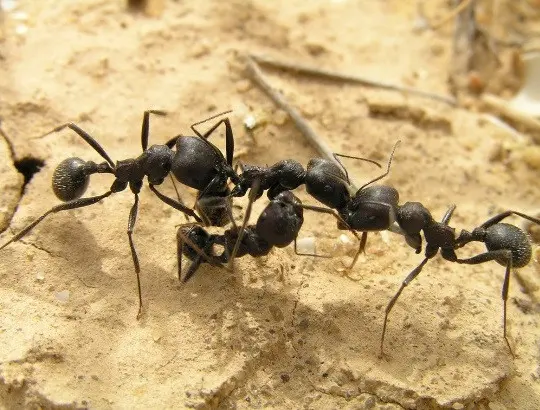 Messor arenarius — Ізраїльський жнець-гігант — 1 матка і 2-5 робочих