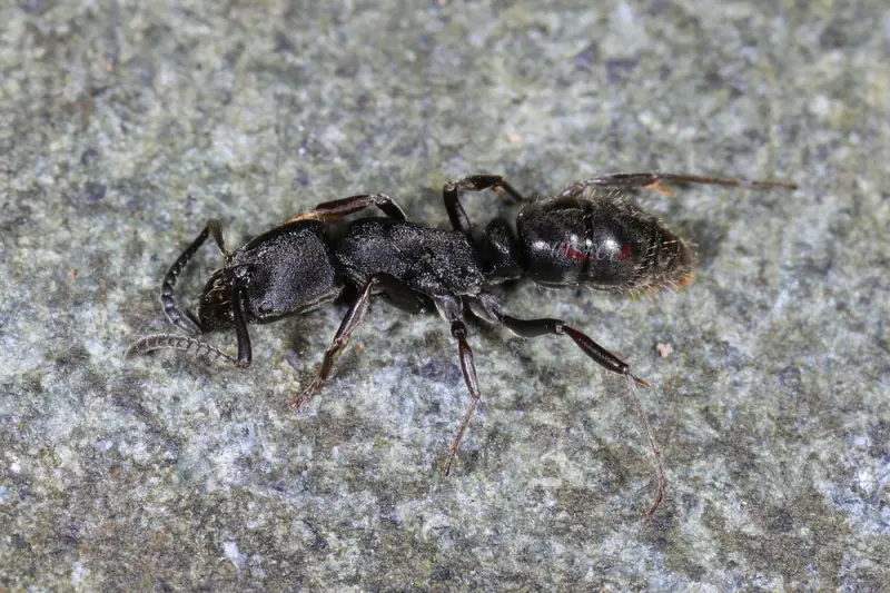Ectomomyrmex astutus — Мураха-хижак — 1 матка адаптована в модулі