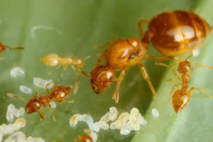 Crematogaster biroi — Крематогастер Бірой (золотиста мураха-акробат) — 2 матки і 40-300 робочих