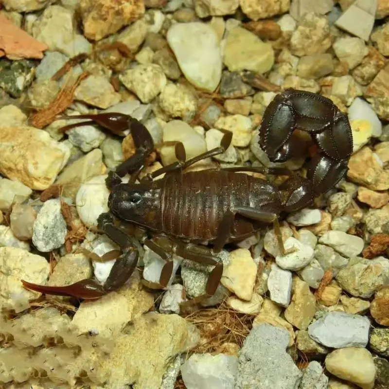 Скорпіон Androctonus gonneti — Марокканський товстохвостий гігант — Пара, L6 - L8