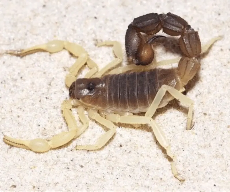 Скорпіон Parabuthus schlechteri — Риючий товстохвостий гігант — Самець, L2 - L5