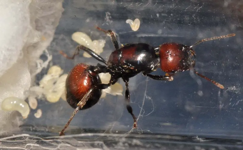 Messor barbarus — Червоноголова мураха-жнець — 1 матка і 11-20 робочих (темна морфа)