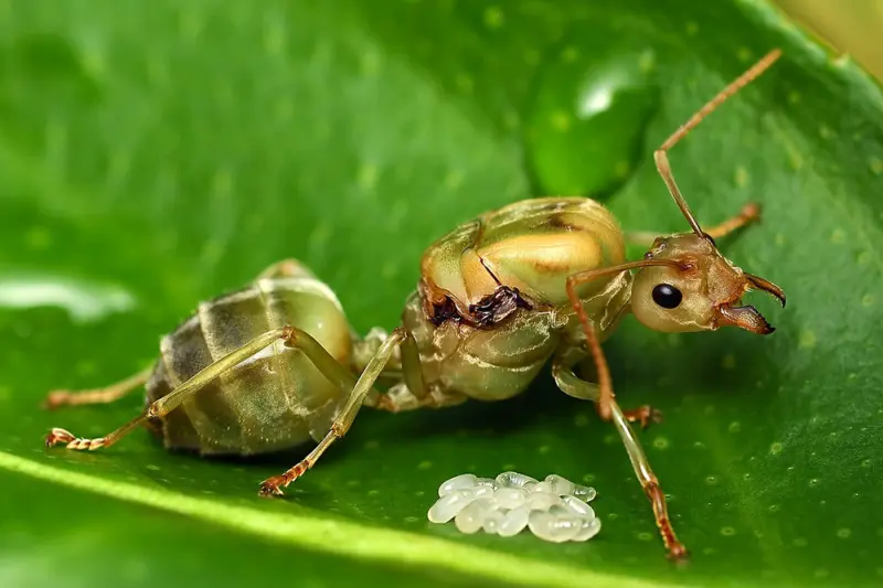Oecophylla smaragdina — Зелена мураха-ткач (абсолютна екзотика) — 1 матка і 6-20 робочих