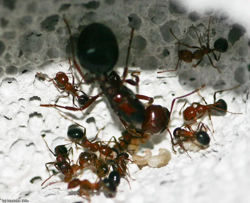 Messor aegyptiacus — Єгипетська мураха-жнець — 1 матка