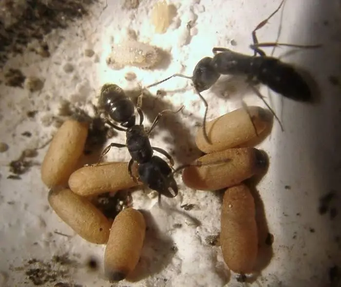 Ectomomyrmex astutus — Мураха-хижак — 1 матка адаптована в модулі
