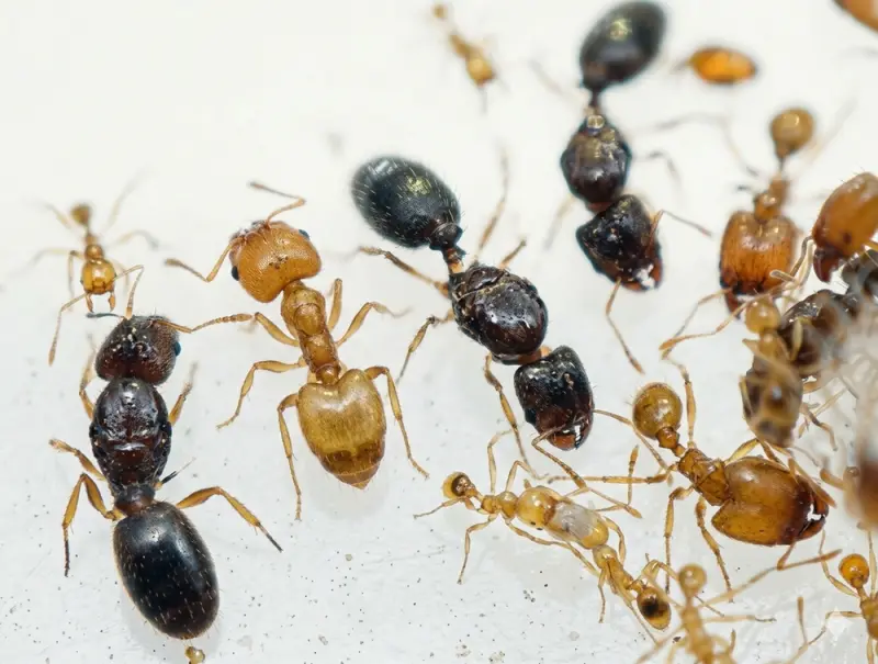 Pheidole flaveria — Великоголова золотиста мураха — 2 матки і 20-300 робочих