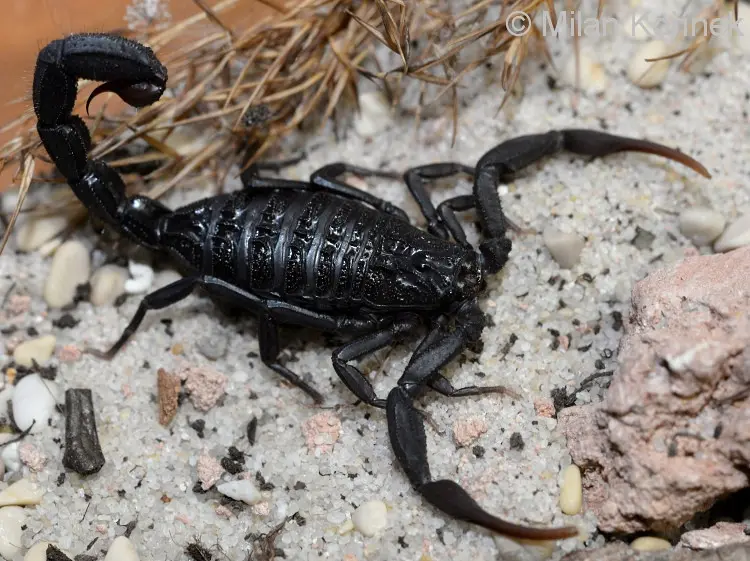 Скорпіон Hottentotta gentili — Чорний африканський Hot-species — Самка, L2 - L5