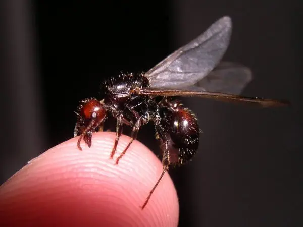 Messor barbarus — Червоноголова мураха-жнець — 1 матка і 11-20 робочих (темна морфа)