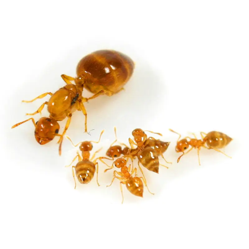 Crematogaster biroi — Крематогастер Бірой (золотиста мураха-акробат) — 2 матки і 40-300 робочих