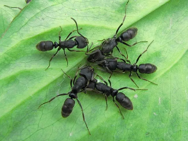 Ectomomyrmex astutus — Мураха-хижак — 1 матка адаптована в модулі