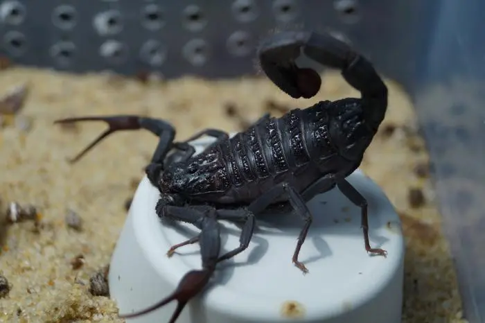 Скорпіон Hottentotta gentili — Чорний африканський Hot-species — Самка, L2 - L5