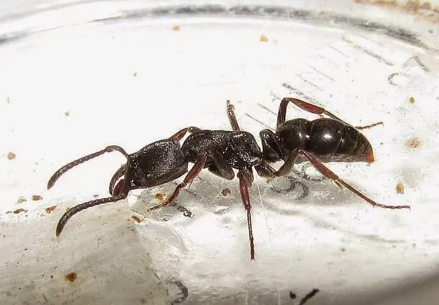 Ectomomyrmex astutus — Мураха-хижак — 1 матка адаптована в модулі