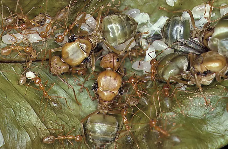Oecophylla smaragdina — Зелена мураха-ткач (абсолютна екзотика) — 1 матка і 6-20 робочих