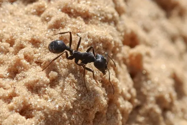 Messor arenarius — Ізраїльський жнець-гігант — 1 матка і 2-5 робочих