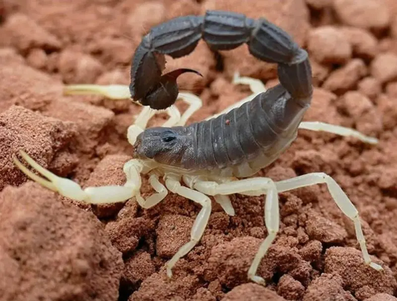 Скорпіон Parabuthus schlechteri — Риючий товстохвостий гігант — Самець, L2 - L5