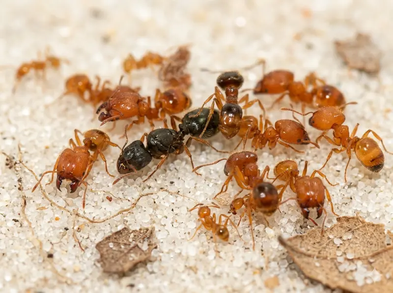 Pheidole flaveria — Великоголова золотиста мураха — 2 матки і 20-300 робочих