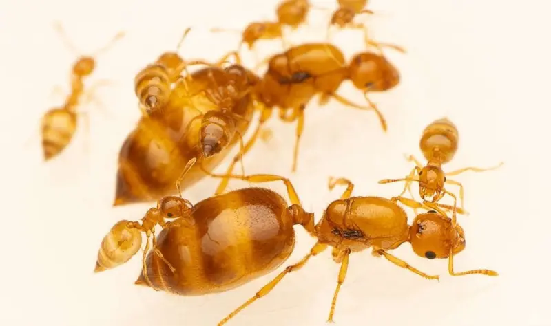 Crematogaster biroi — Крематогастер Бірой (золотиста мураха-акробат) — 2 матки і 40-300 робочих