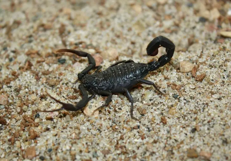 Скорпіон Hottentotta gentili — Чорний африканський Hot-species — Самка, L2 - L5