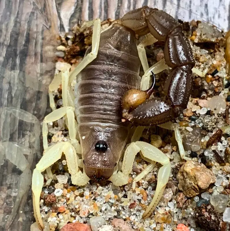 Скорпіон Parabuthus schlechteri — Риючий товстохвостий гігант — Самець, L2 - L5