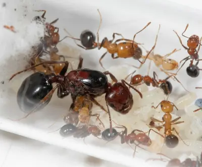 Messor aegyptiacus — Єгипетська мураха-жнець — 1 матка і 2-10 робочих