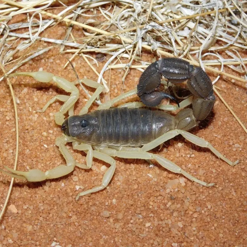 Скорпіон Parabuthus schlechteri — Риючий товстохвостий гігант — Самець, L2 - L5
