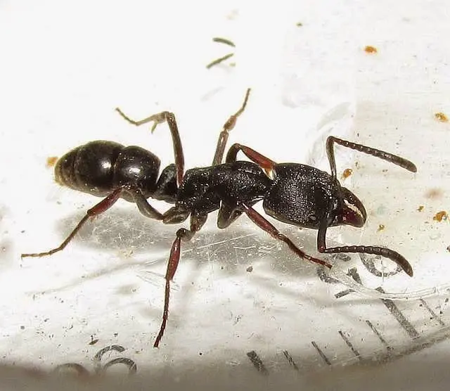 Ectomomyrmex astutus — Мураха-хижак — 1 матка адаптована в модулі