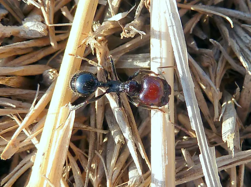 Messor barbarus — Червоноголова мураха-жнець — 1 матка і 11-20 робочих (темна морфа)