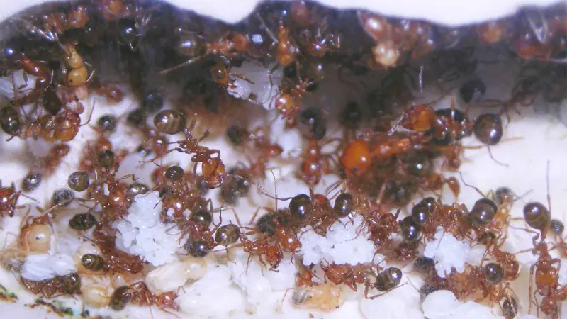 Messor aegyptiacus — Єгипетська мураха-жнець — 1 матка