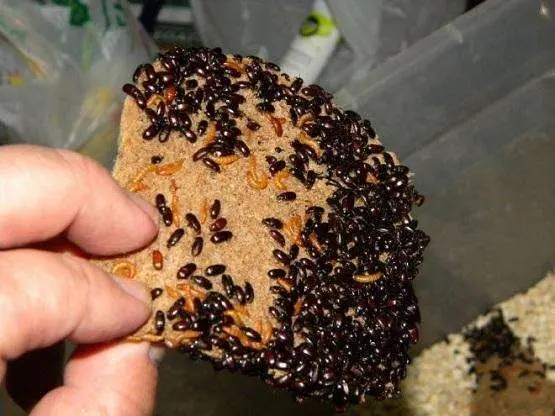Личинки жука-знахаря для мурах
